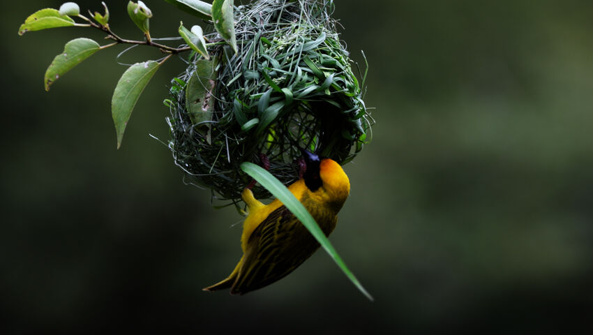 Prisma: Dinosauruksista lintuihin