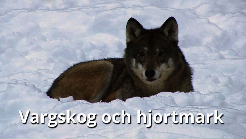 Sudet ja hirvimetsät