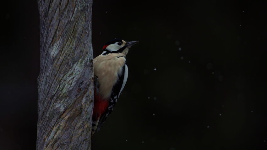 Maajussin luontokuvat