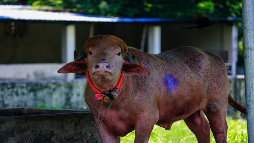 Trumpbuffeln i Bangladesh