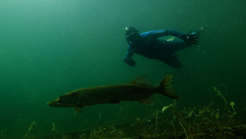 Peltsin toinen luonto 