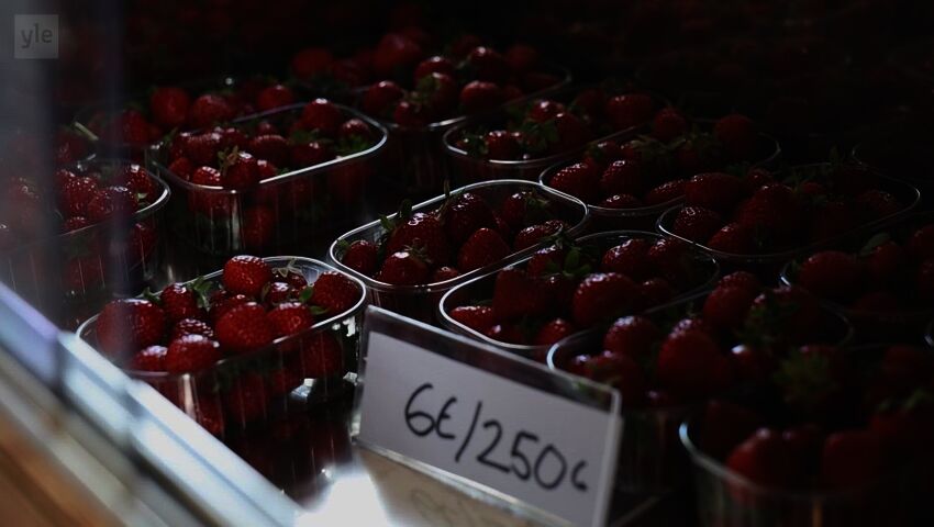 Det finns jordgubbar till midsommar, trots regnen