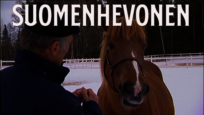 Suomenhevonen