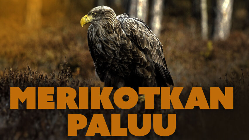 Merikotkan paluu