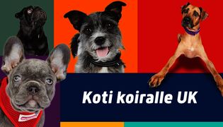 Koti koiralle UK