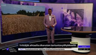 Sikaruton tartuntavyöhykkeen yrittäjät ahtaalla