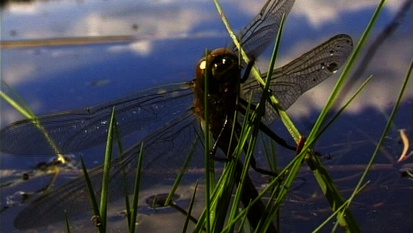Korentolampi