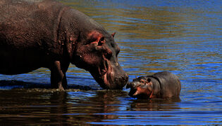 Avara luonto: Namibian luonnon ihmeet