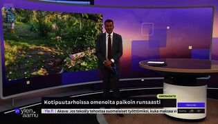 Omenasadon määrää voi säädellä harvennuksilla
