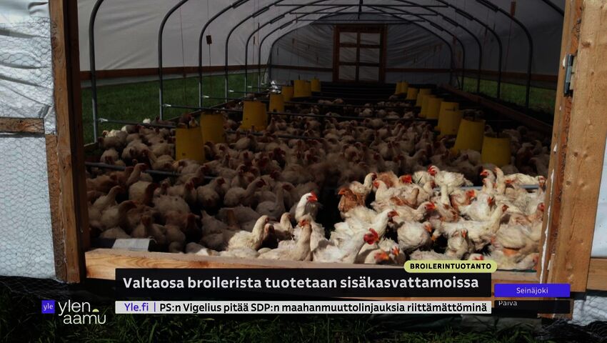 Laidunbroileri elää siirrettävässä katoksessa