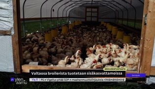 Laidunbroileri elää siirrettävässä katoksessa