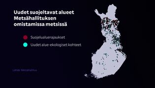 Tältä näyttää metsä, joka täyttää satumetsäkriteerit