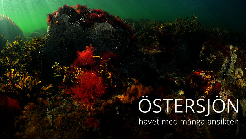Itämeren monet kasvot