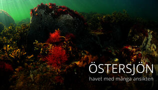 Itämeren monet kasvot