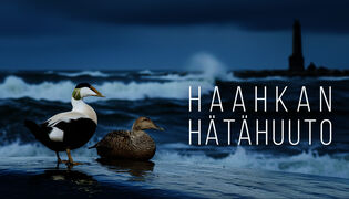 Haahkan hätähuuto