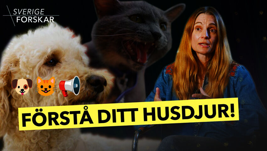 Ruotsi tutkii