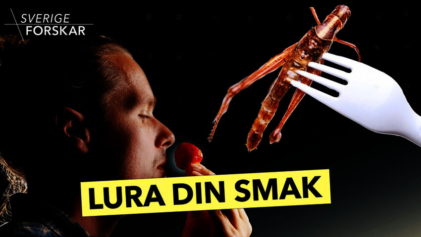 Ruotsi tutkii