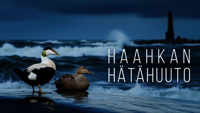 Haahkan hätähuuto