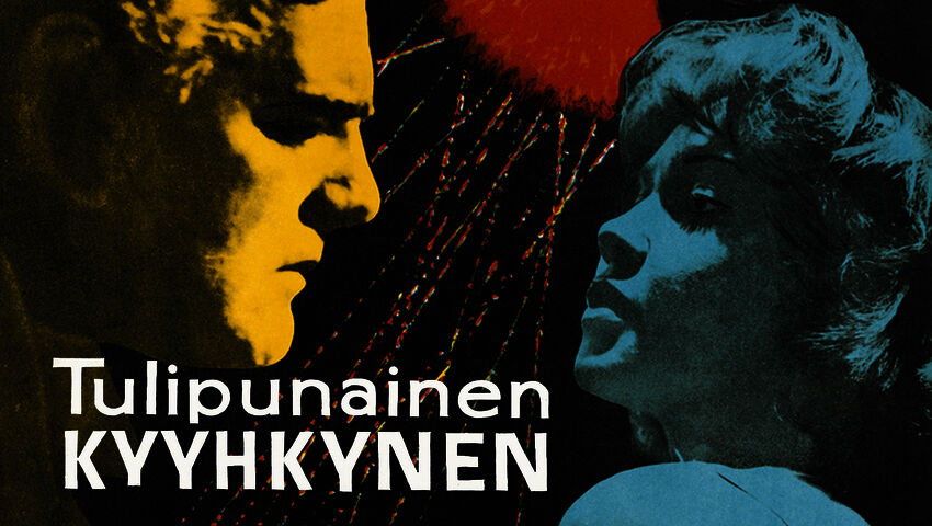 Tulipunainen kyyhkynen 