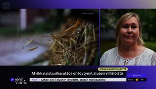 Sikarutto leviää yhä laajemmalle