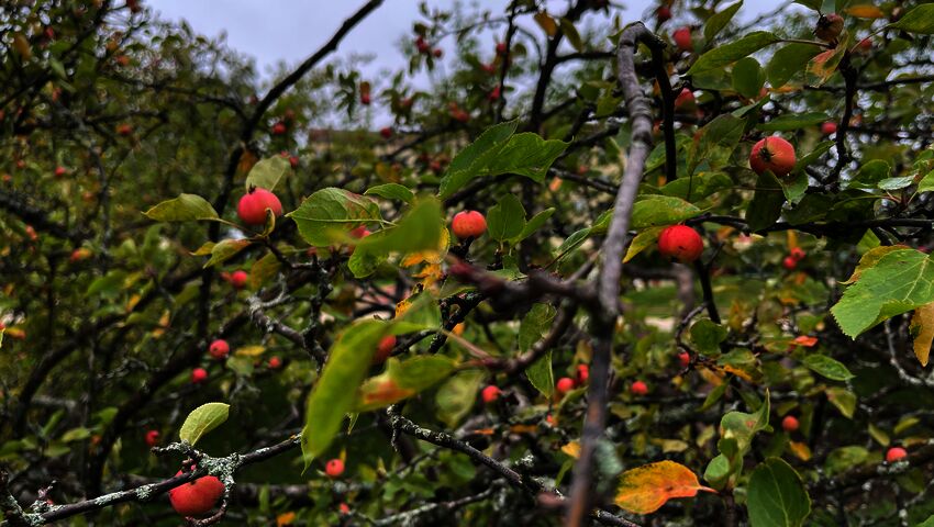 Meripuiston vanha omenapuu on ollut suosittu kuvauskohde ja leikkipaikka
