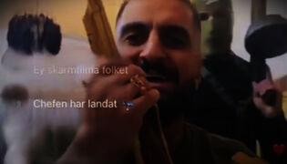 Vasikka (12)