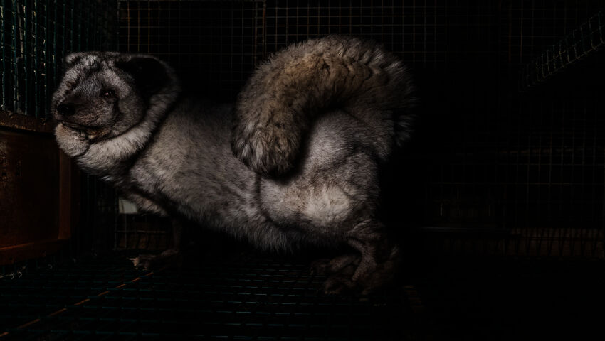 Eläinoikeusjärjestö Animalia julkaisi salakuvattua videota turkistarhoilta Vetelissä ja Lapualla