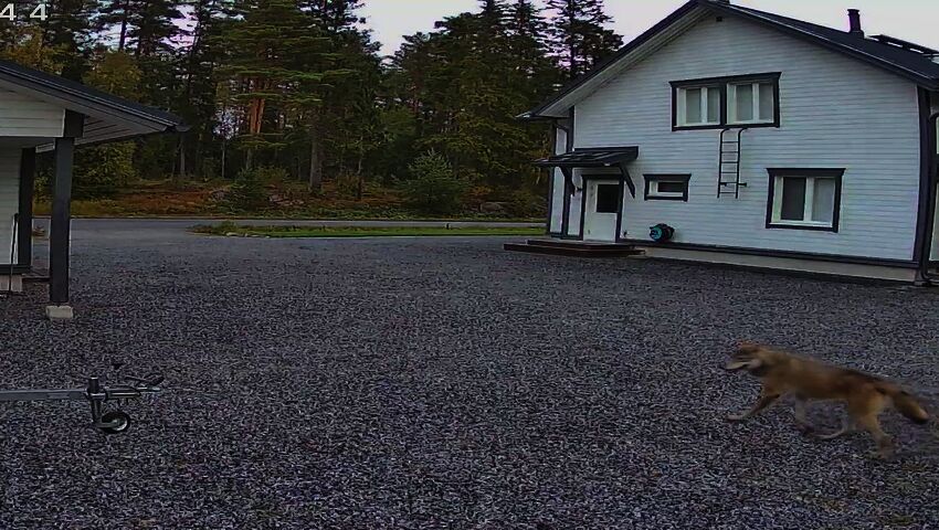 Varg i Kvevlax