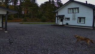 Varg i Kvevlax