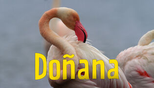 Avara luonto: Doñanan suojelualue