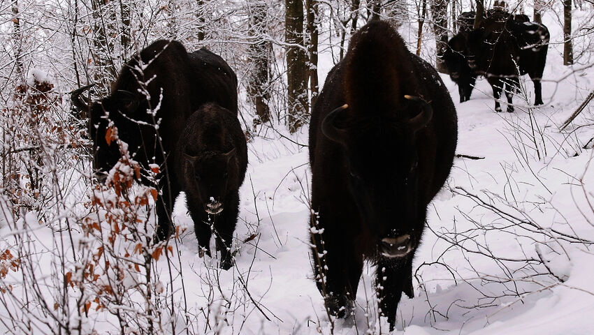 Avara luonto: Karpaattien villielämä