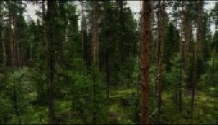 Metsänhoitoyhdistykset tekevät hyvin vähän jatkuvapeitteisen kasvatuksen hakkuita. Ylen analyysin mukaan niiden osuus on vain 1,7 prosenttia.