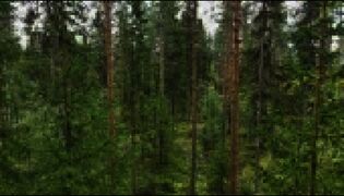 Yksityisten metsiin tehdään lähes aina avohakkuu. 