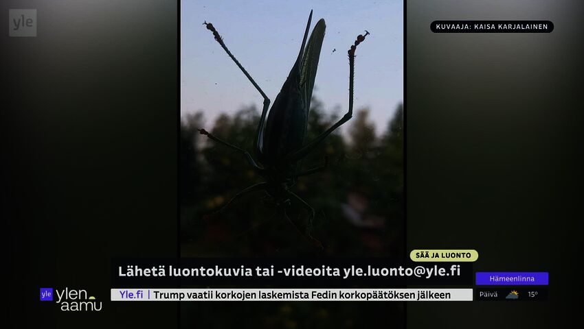 Sammakot ja käärmeet valmistautuvat kylmähorrokseen
