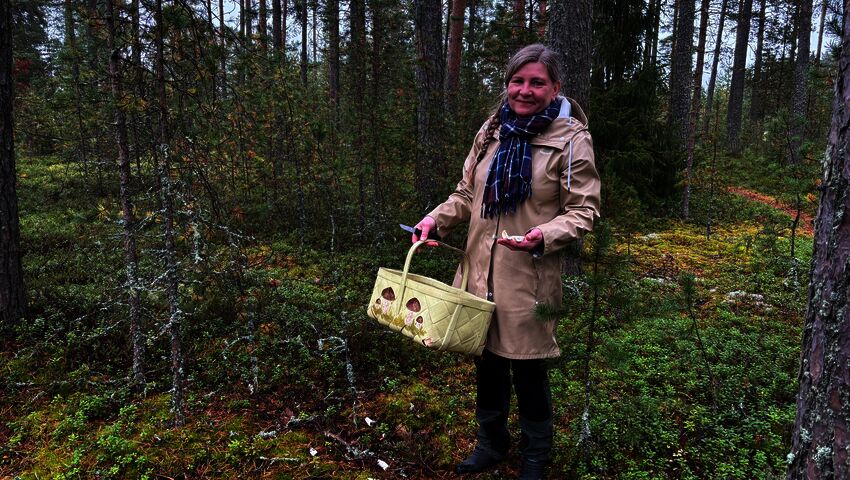 Keski-Pohjanmaalla syksyn sienisato on runsas
