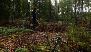 Maahan hautautuneita nahkapaloja on laajalla alueella Auralaisessa metsässä