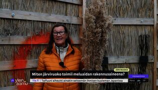 Miten järviruoko taipuu meluaidaksi?