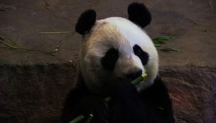 Ähtäri pandalooppi