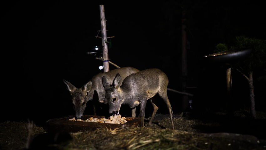Luontoretkellä