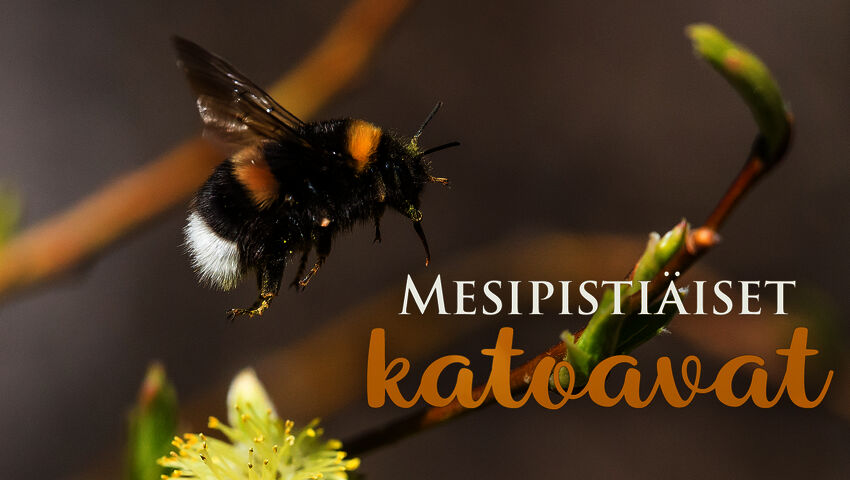Mesipistiäiset katoavat