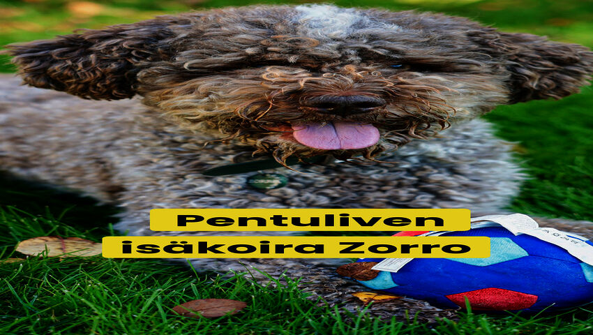 Tässä on Pentuliven isäkoira Zorro