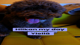 Hilkan my day Ylellä