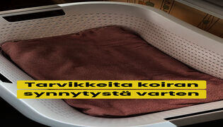Tarvikkeita koiran synnytystä varten