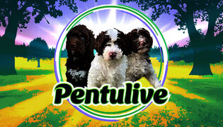 Pentulive 24/7