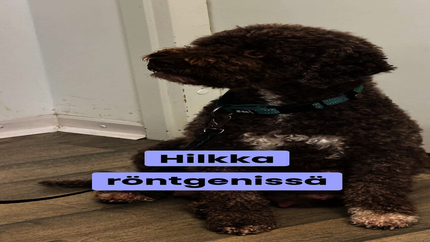 Hilkka röntgenissä