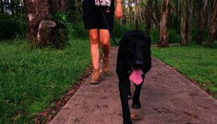 Koti koiralle Australia