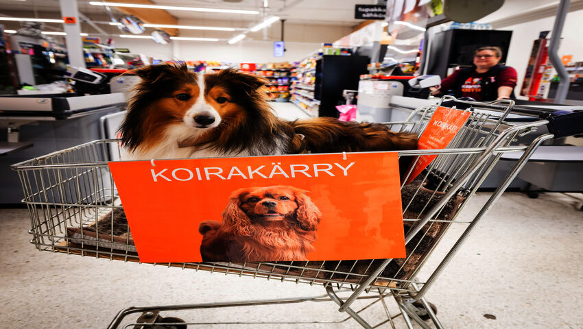 Koirakärrystä tuli monelle arjen helpotus, Pörrille se on päivän kohokohta