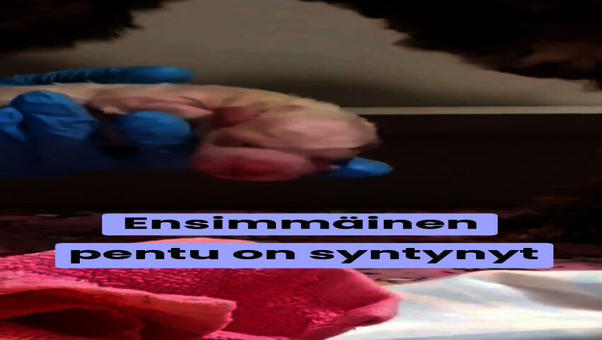 Ensimmäinen pentu on vaalea tyttö