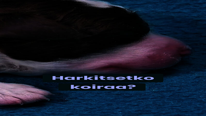 Mitä pitää huomioida, jos haluaa hankkia koiran?