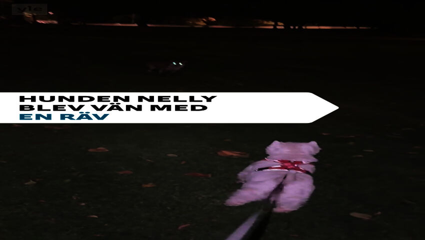 Hunden Nelly blev vän med en räv